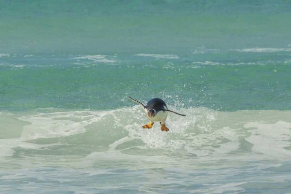 East Falkland Gentoo penguin leaping in surf
